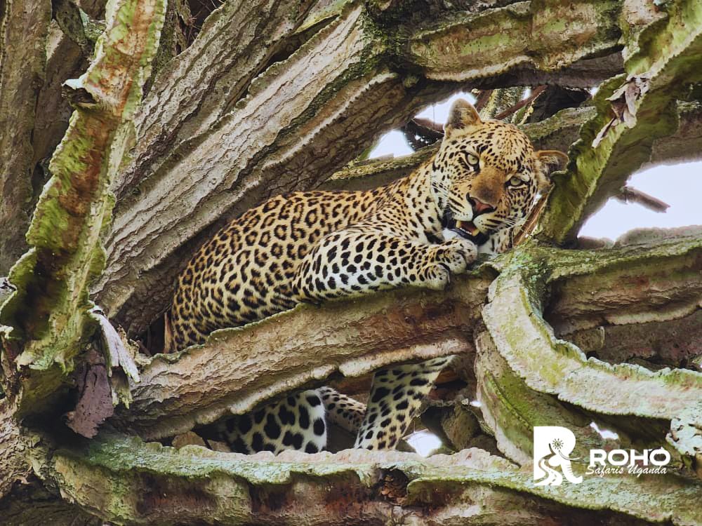 Queen Elizabeth National Park