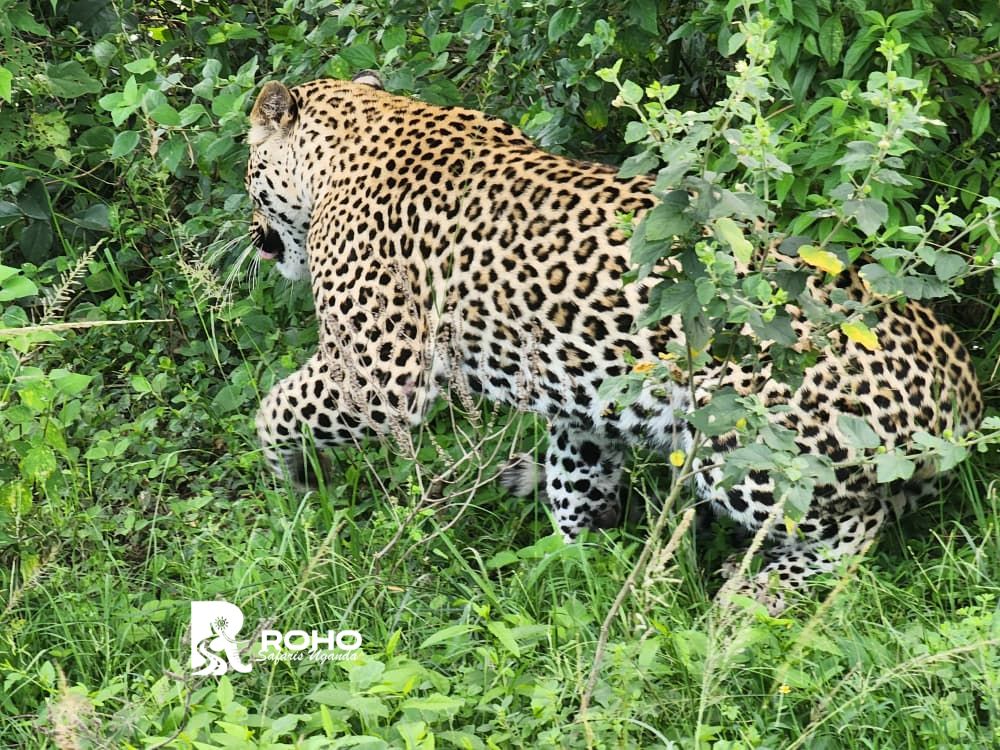 10-Days Uganda Safari: Gorillas & Wildlife Experience