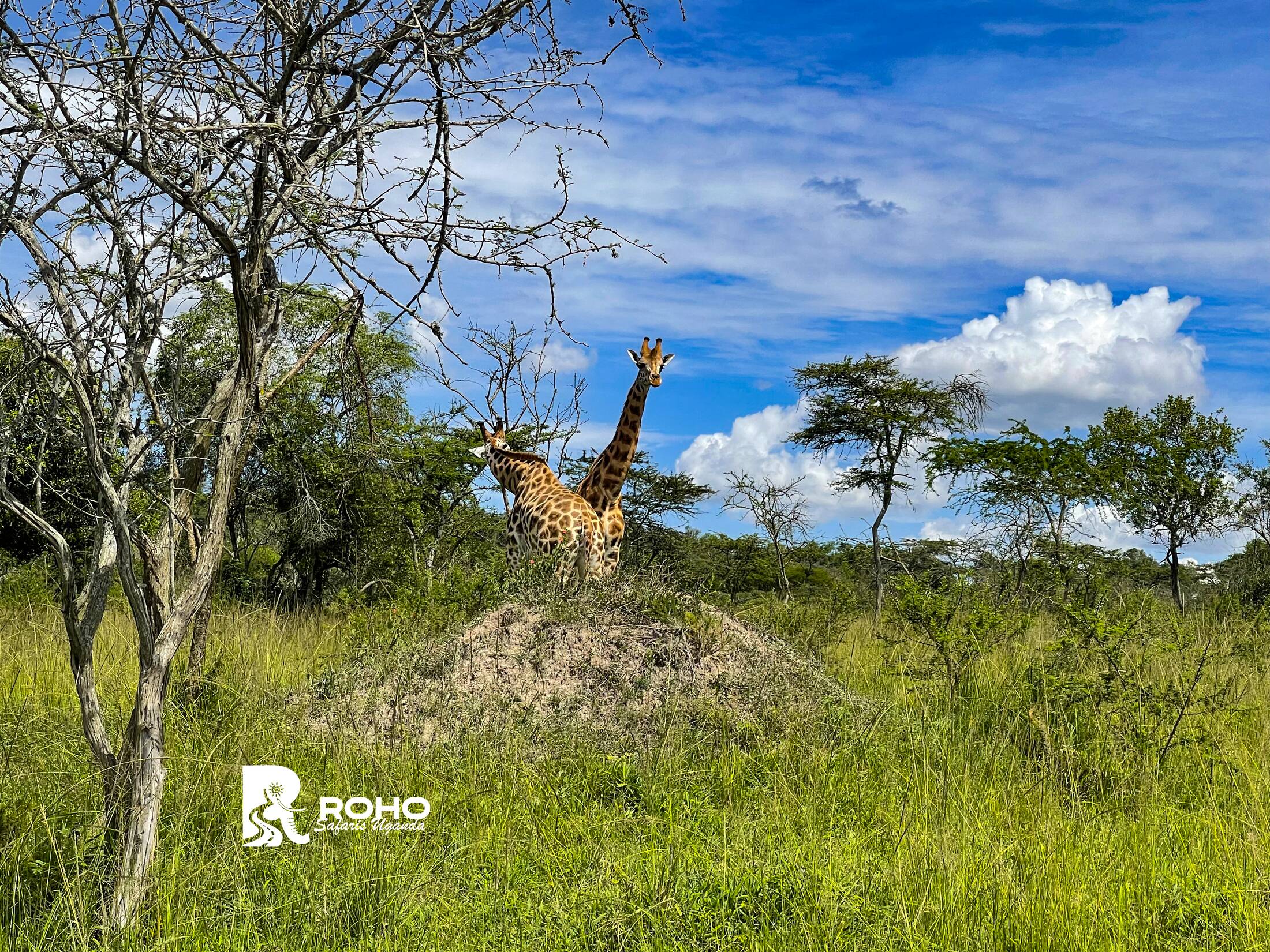 12-Day Ultimate Uganda Safari: Gorillas & Wildlife