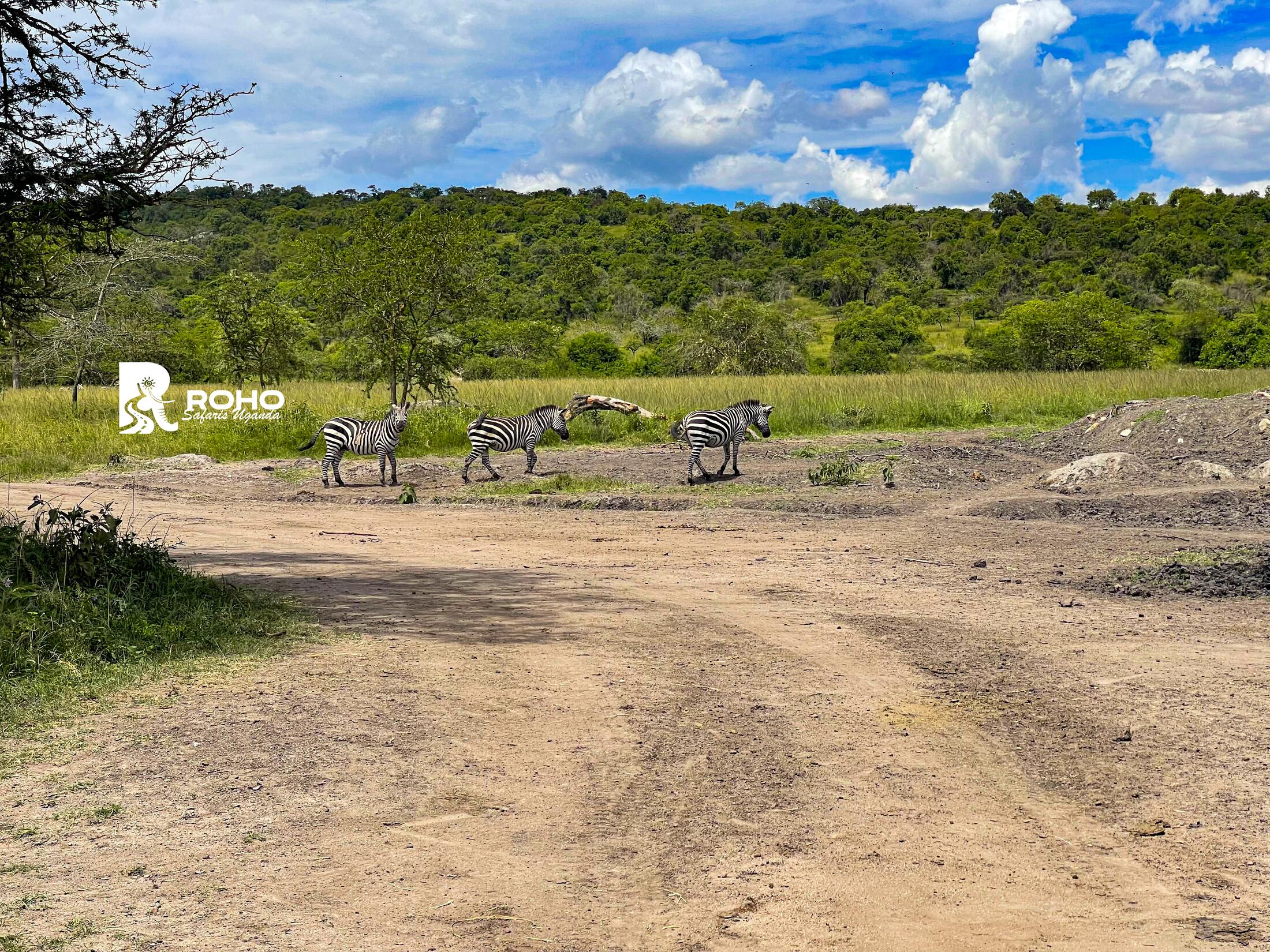 12-Day Ultimate Uganda Safari: Gorillas & Wildlife