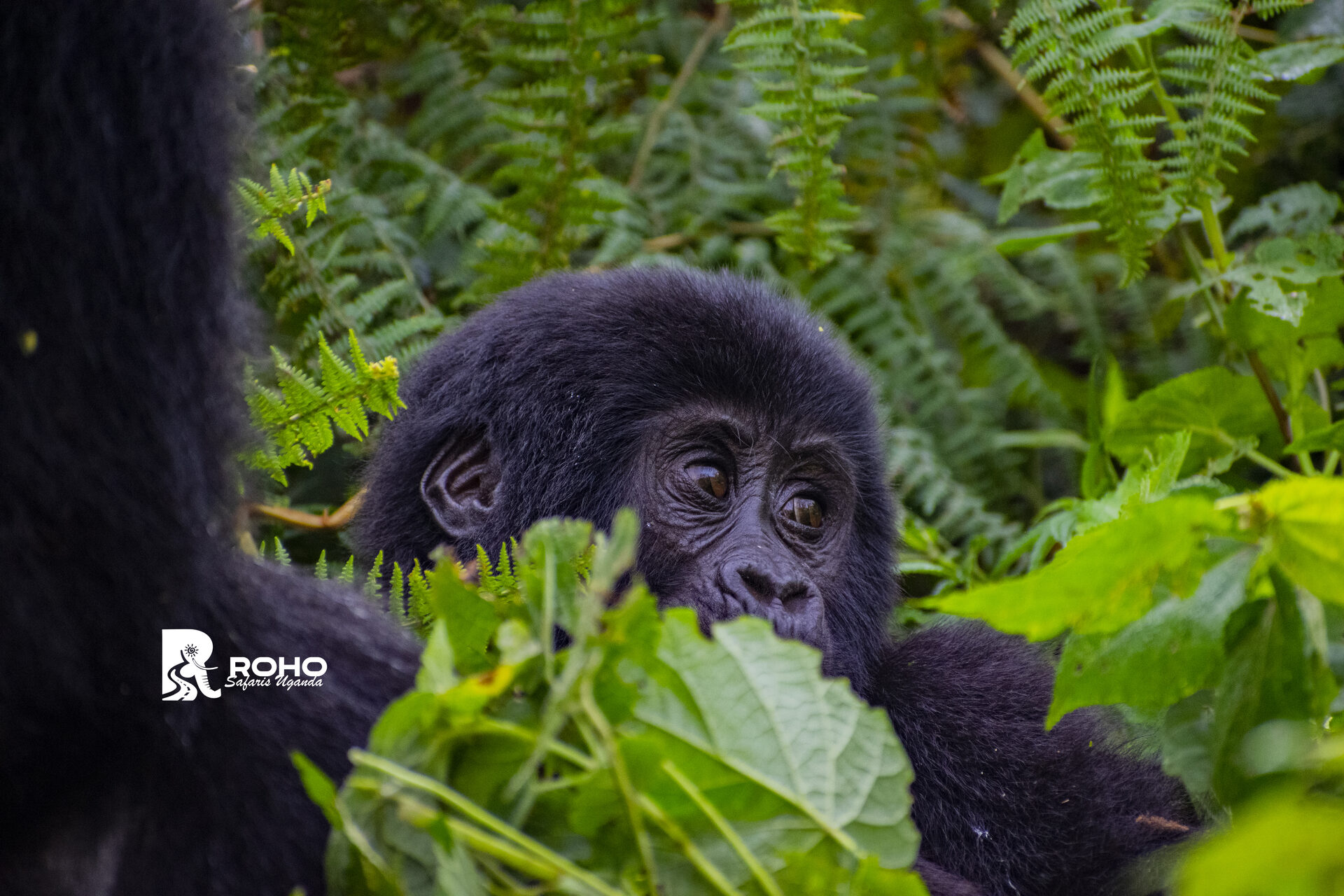 4-Days Rwanda Gorilla Trekking Safari 