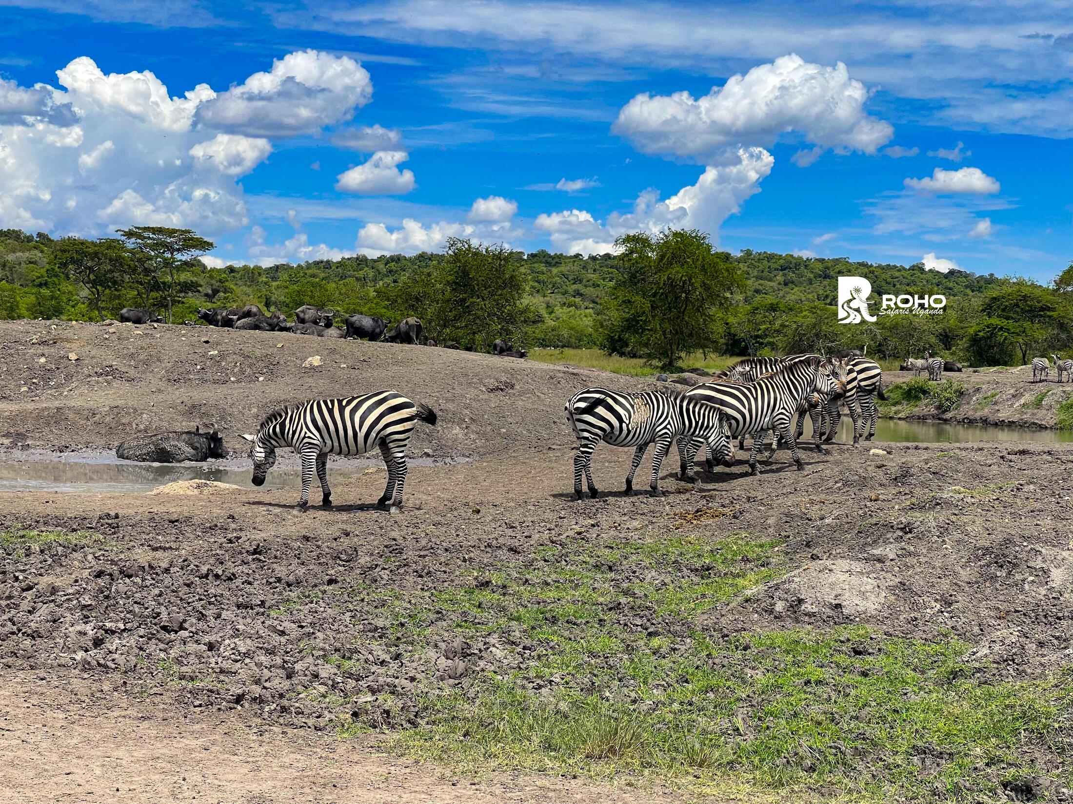 15-Day Discover Uganda: Gorillas, Chimpanzees & Big Fives