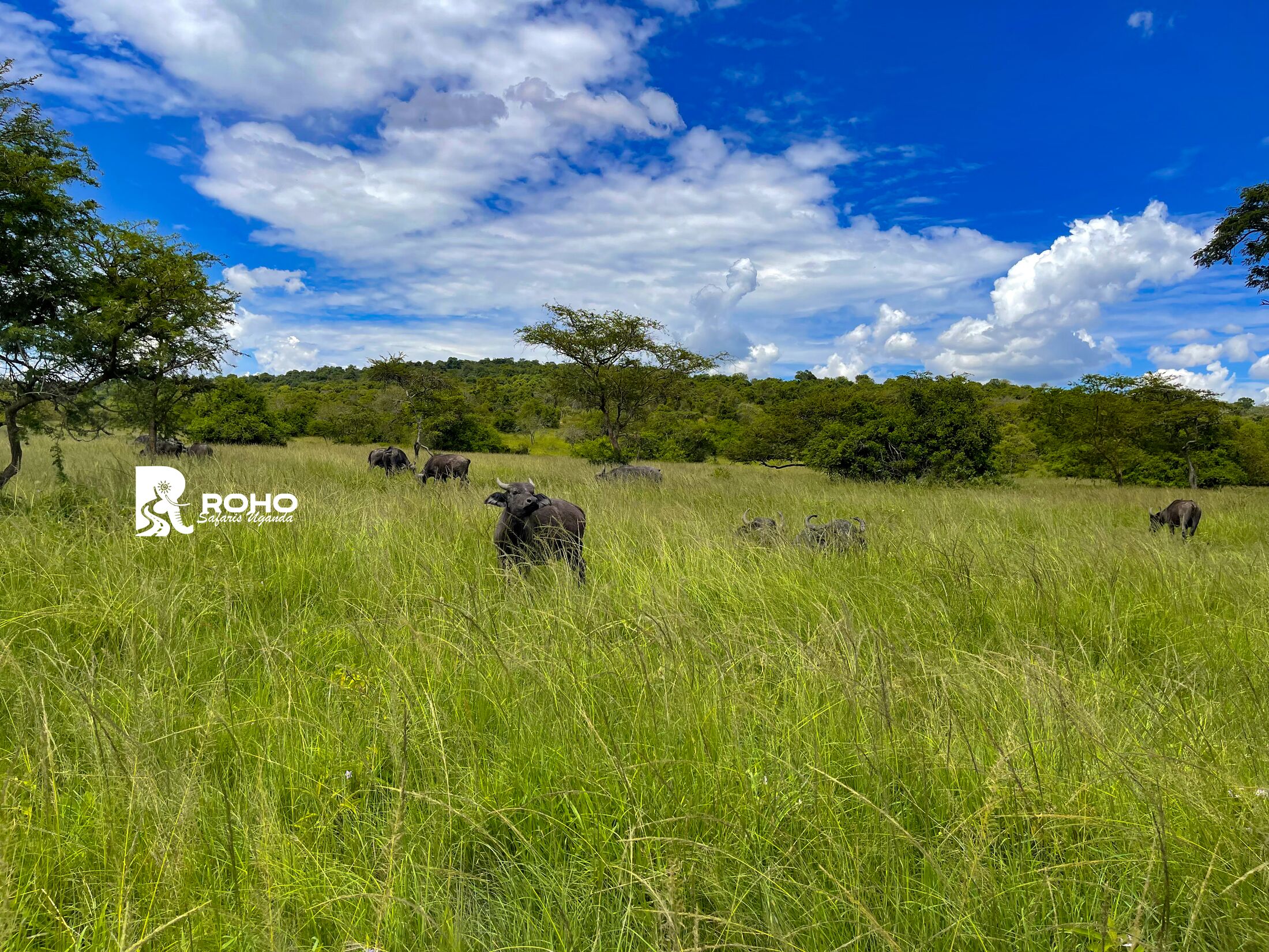 12-Day Ultimate Uganda Safari: Gorillas & Wildlife