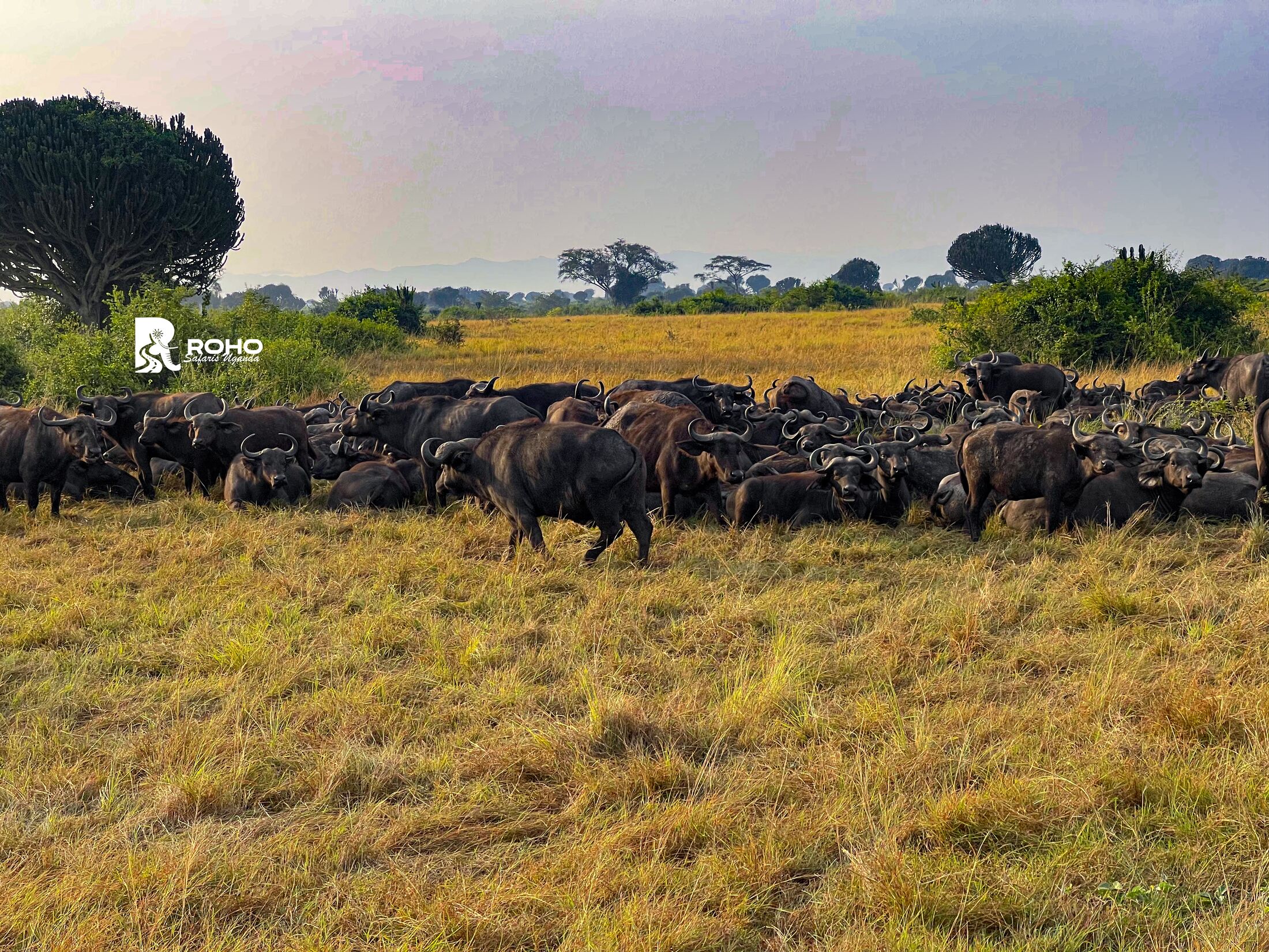 15-Day Discover Uganda: Gorillas, Chimpanzees & Big Fives