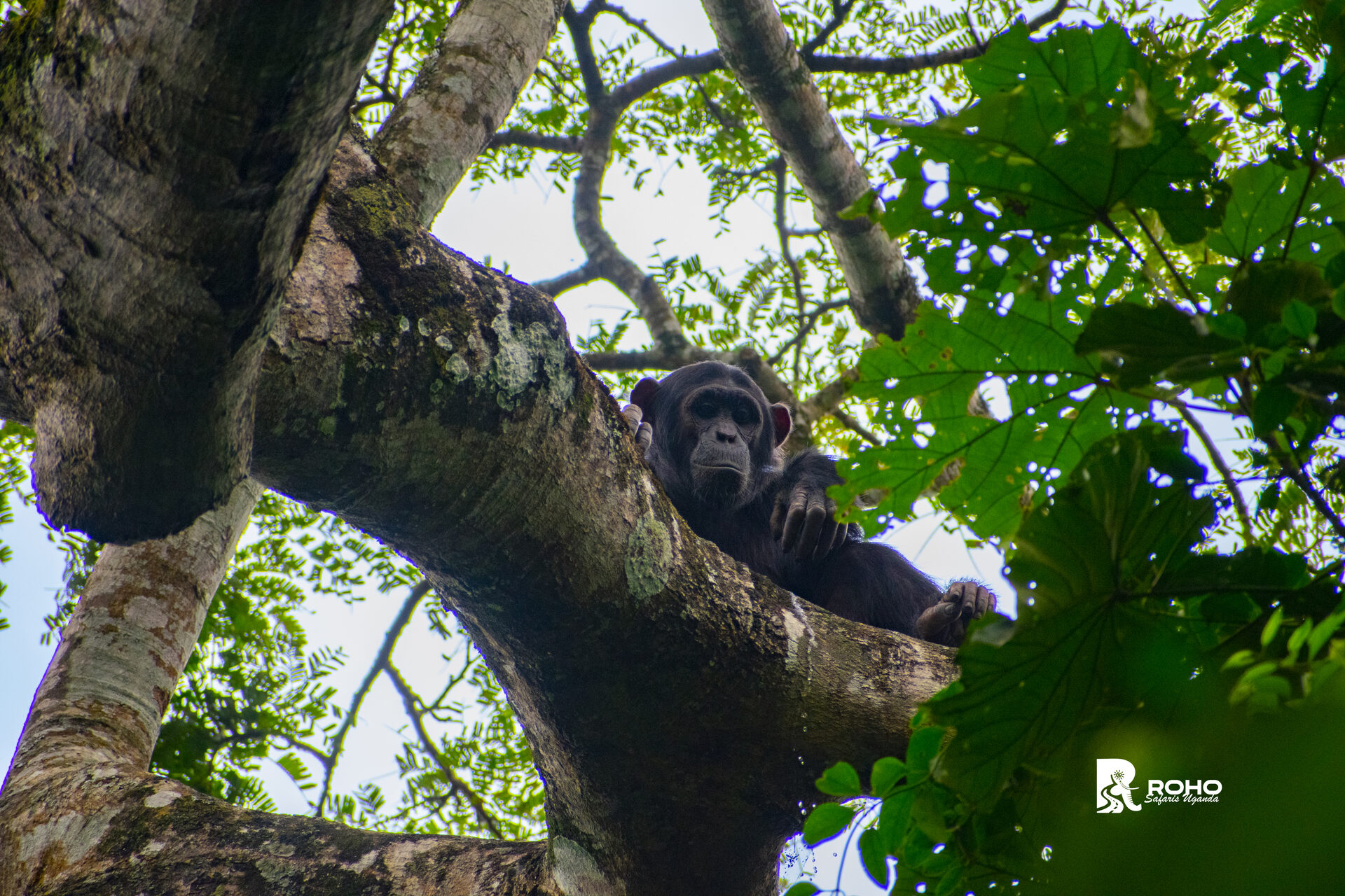 Kibale Forest National Park