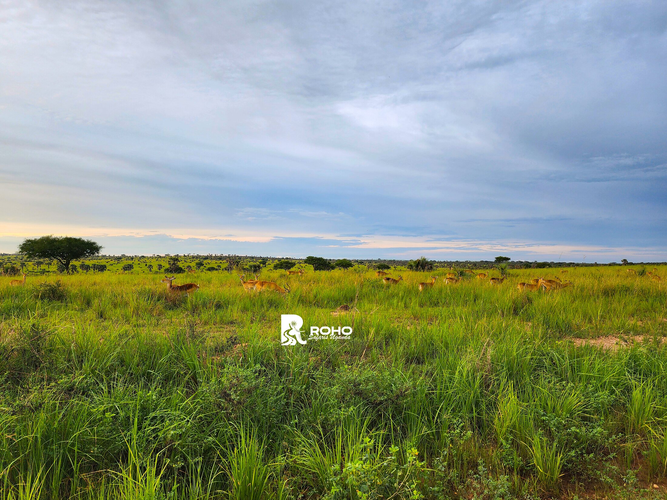 15-Day Discover Uganda: Gorillas, Chimpanzees & Big Fives