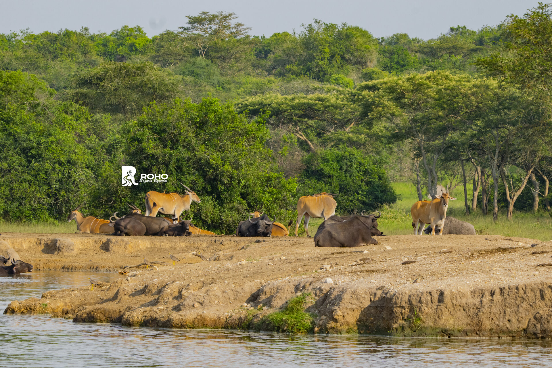 15-Days Uganda Gorillas, Chimpanzees & Big Five Safari