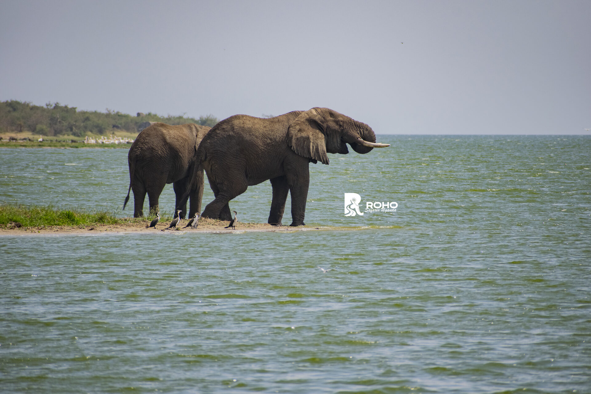 12-Day Ultimate Uganda Safari: Gorillas & Wildlife