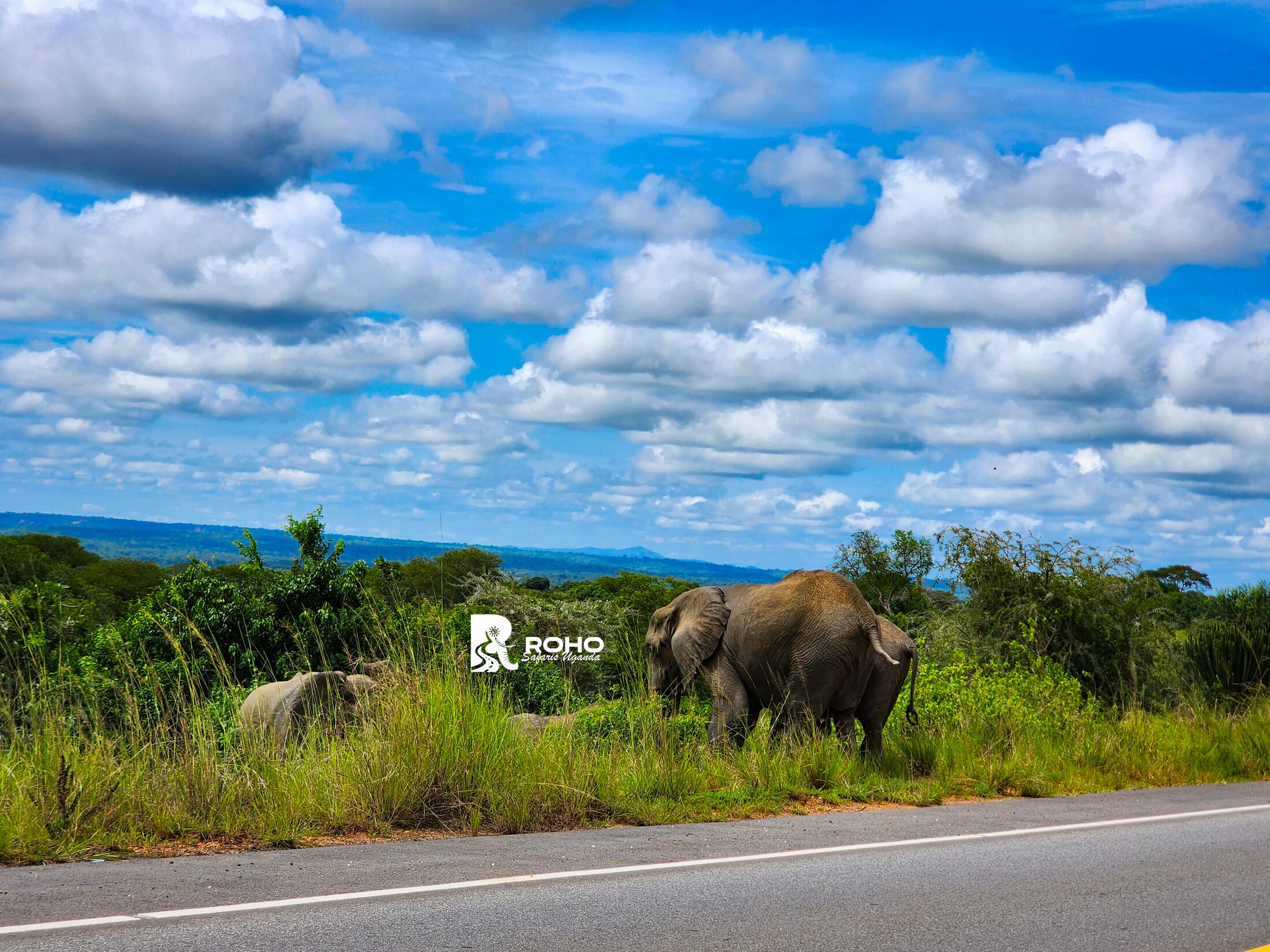 12-Day Ultimate Uganda Safari: Gorillas & Wildlife