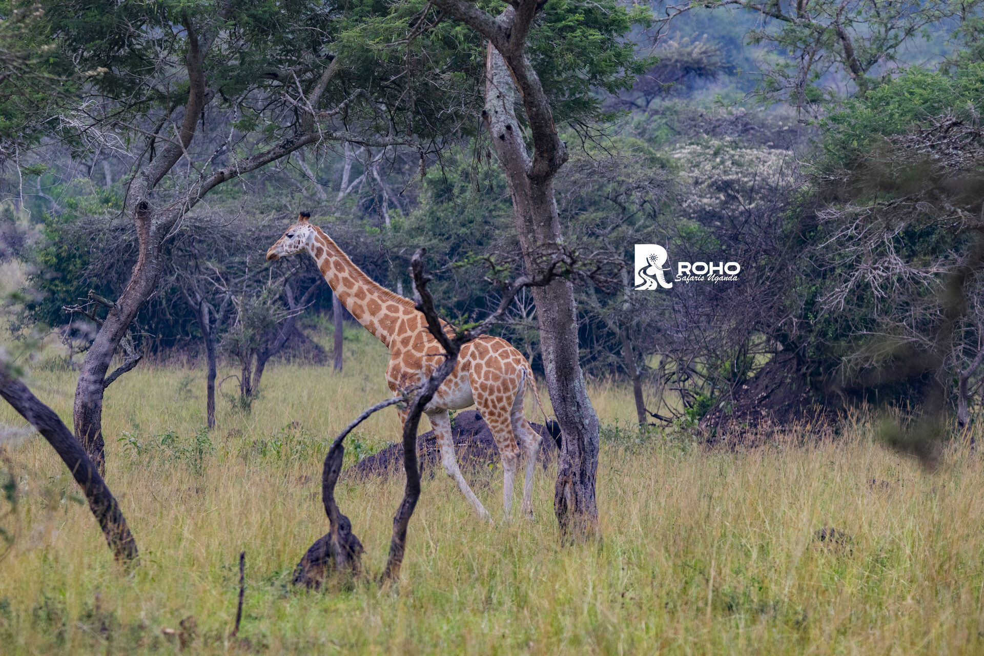7-Days Uganda & Rwanda Cultural Safari: Batwa & Iby'iwacu Village Experience