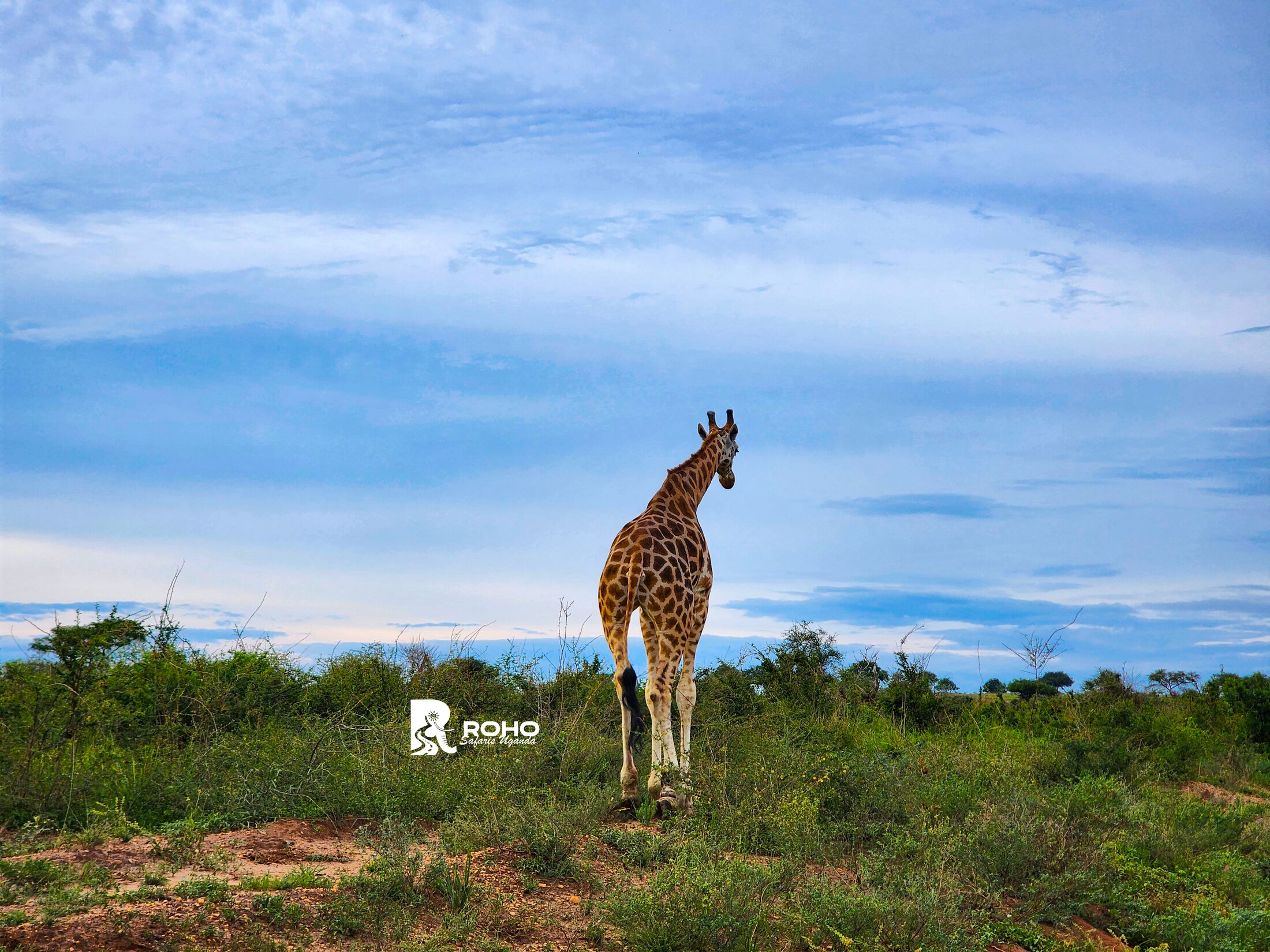 12-Day Ultimate Uganda Safari: Gorillas & Wildlife