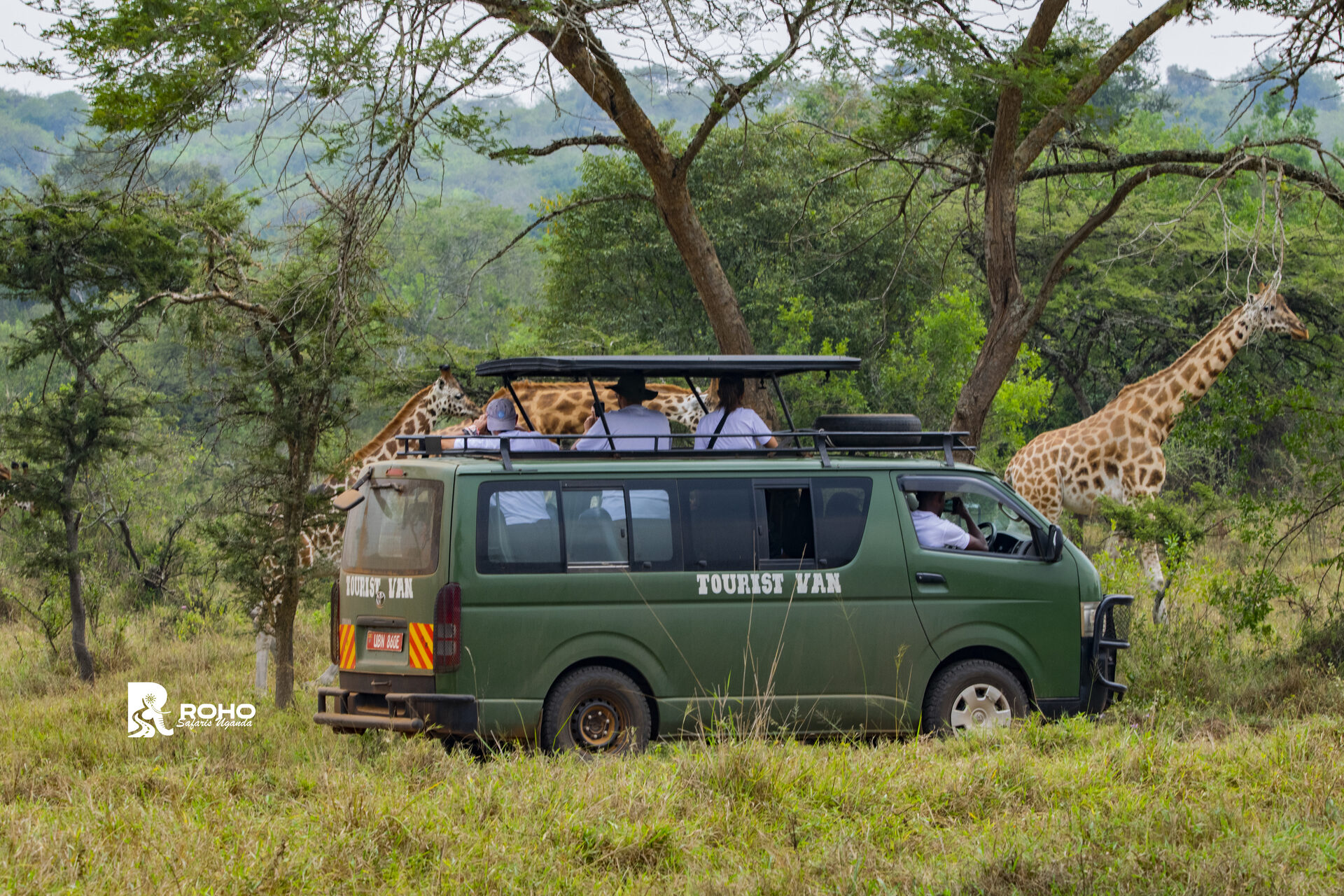 About Roho Safaris
