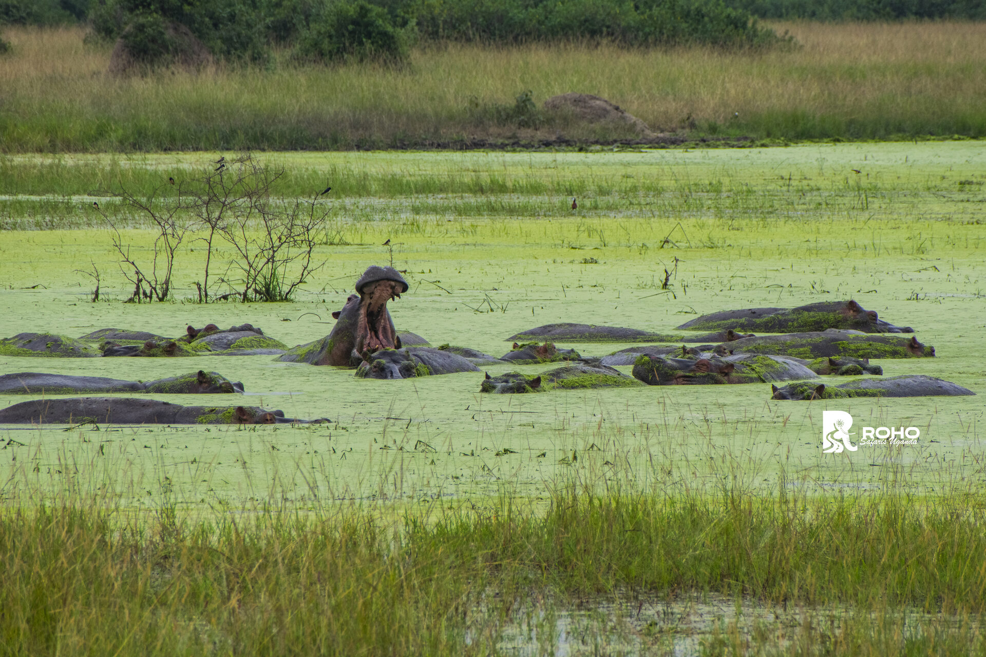 Tailor-Made East Africa Safari Experience