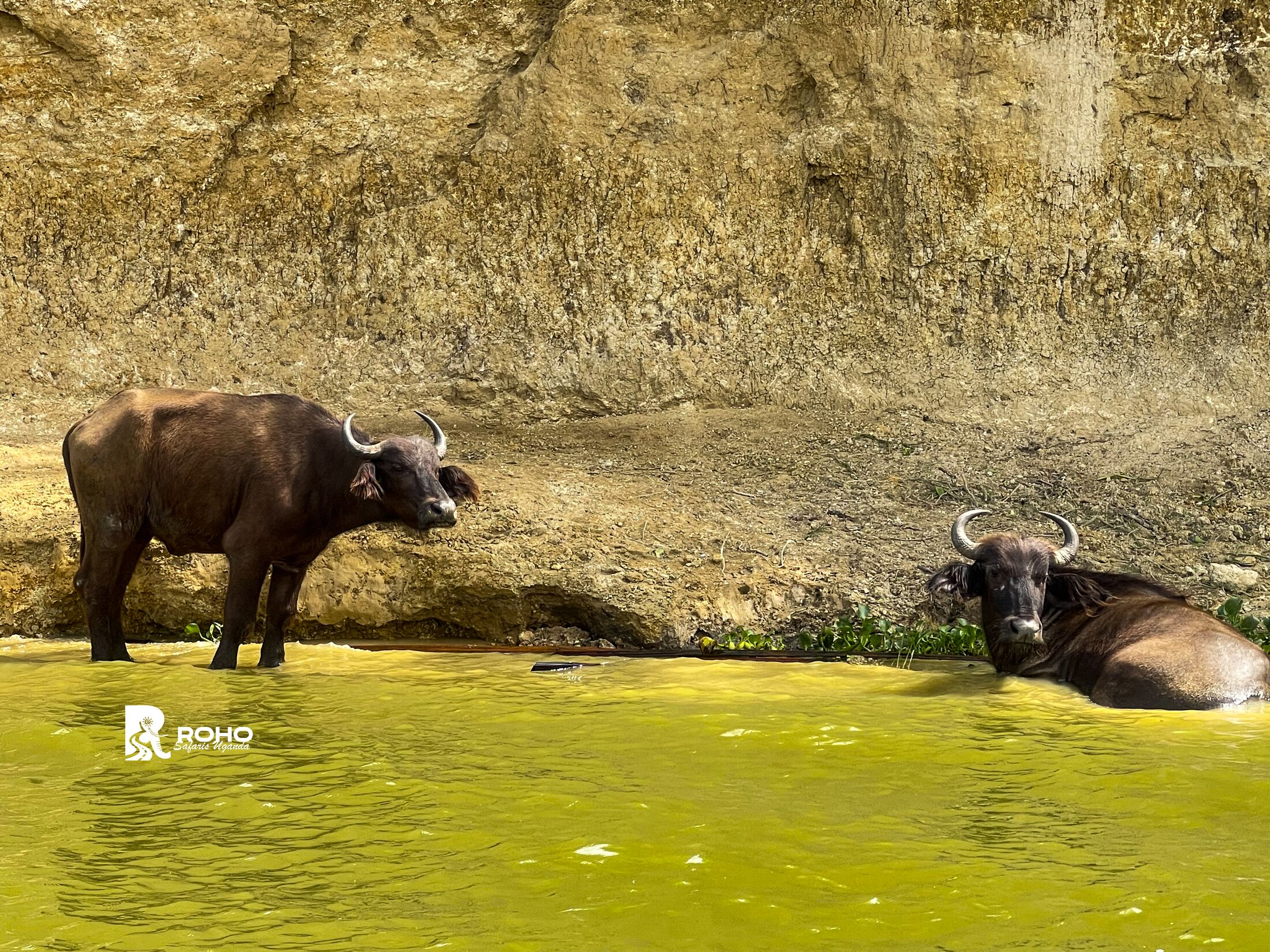 15-Day Discover Uganda: Gorillas, Chimpanzees & Big Fives