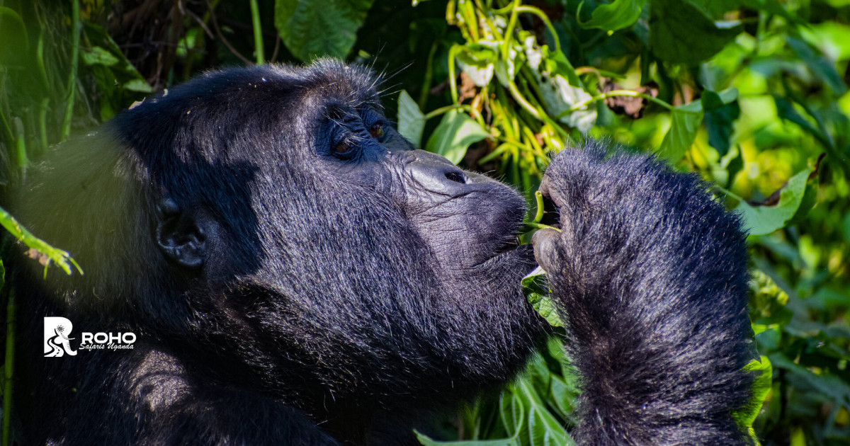 Mgahinga Gorilla National Park