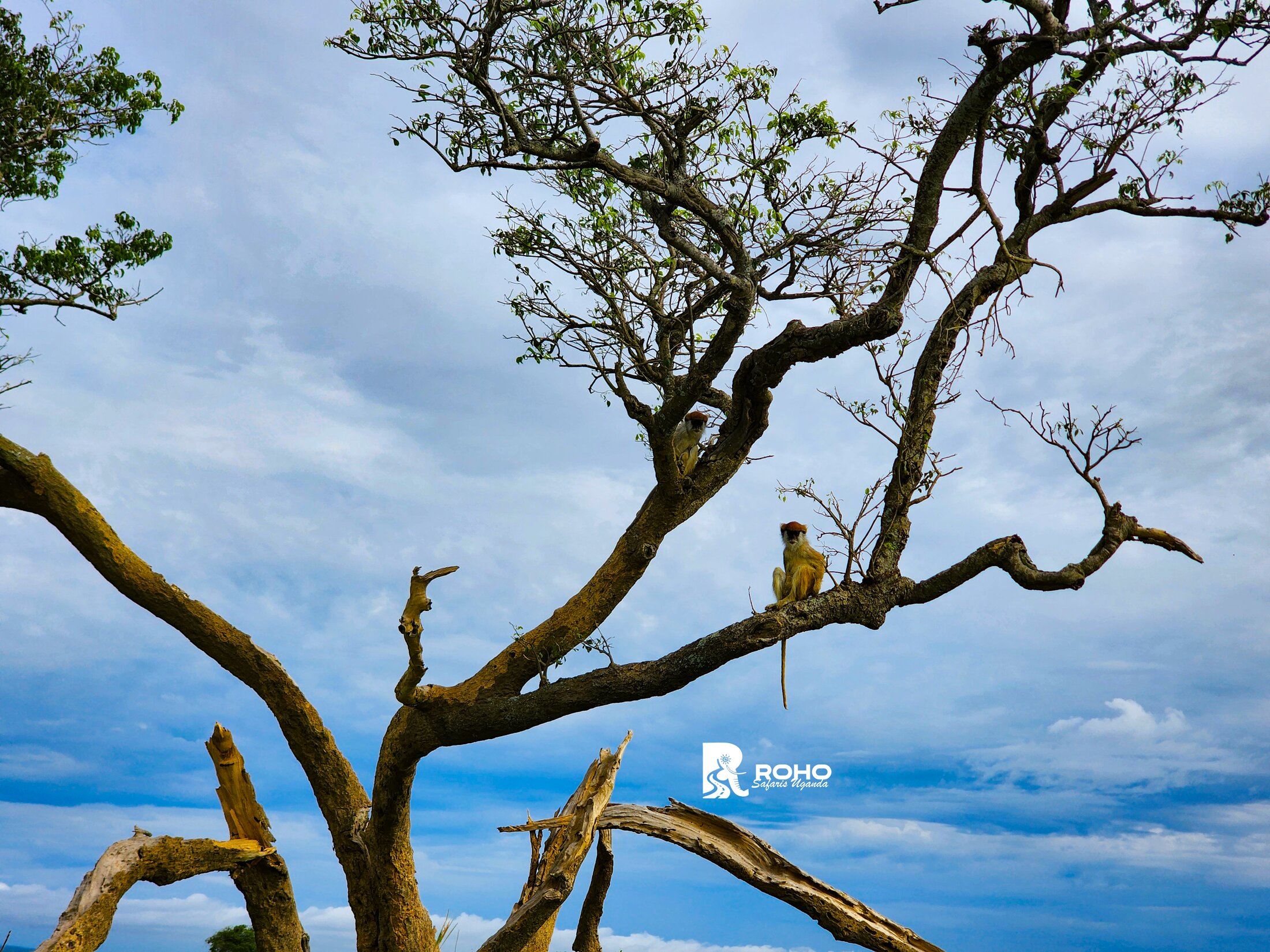 12-Day Ultimate Uganda Safari: Gorillas & Wildlife