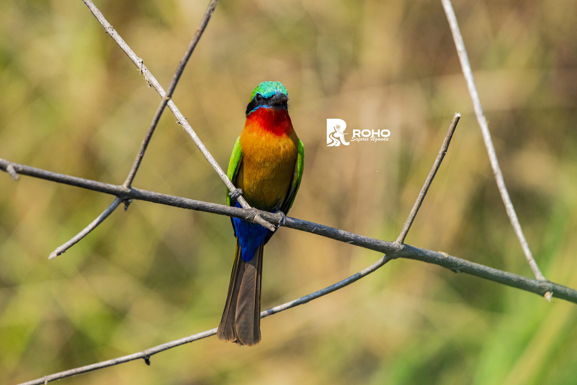 15-Day Discover Uganda: Gorillas, Chimpanzees & Big Fives
