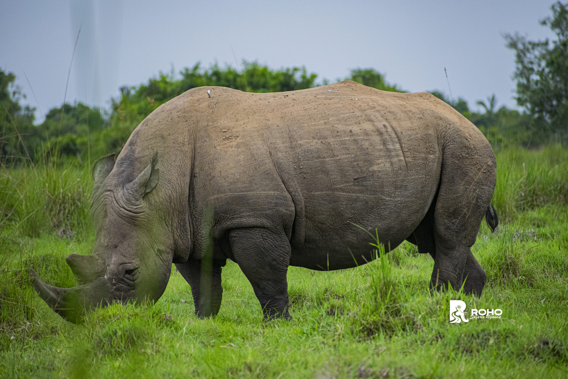 8-Days Uganda Wildlife Safari – Kidepo Valley & Murchison Falls