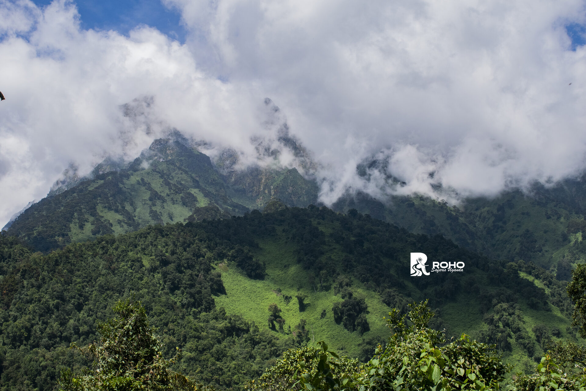 Mountain Rwenzori National Park