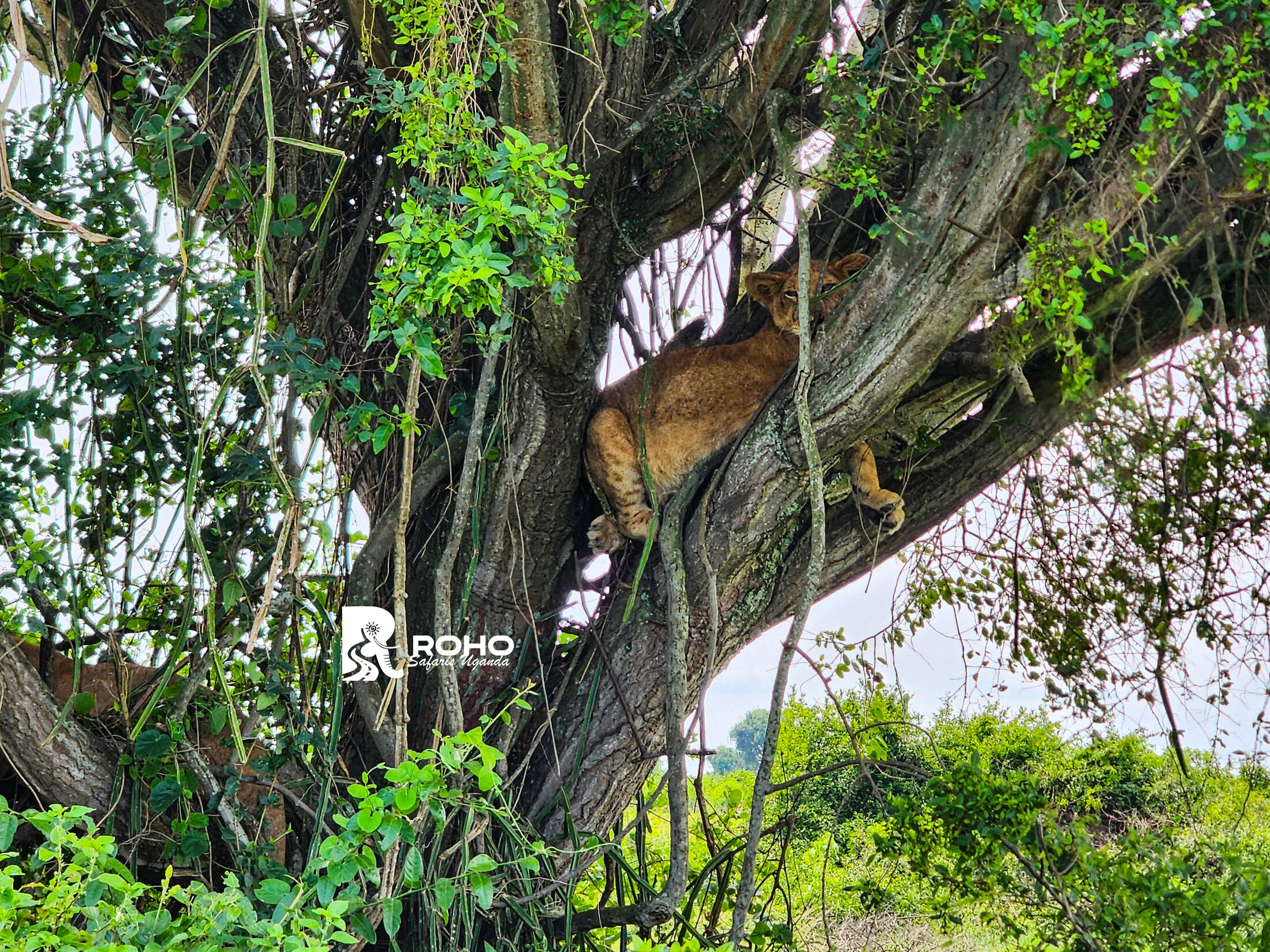 12-Day Ultimate Uganda Safari: Gorillas & Wildlife