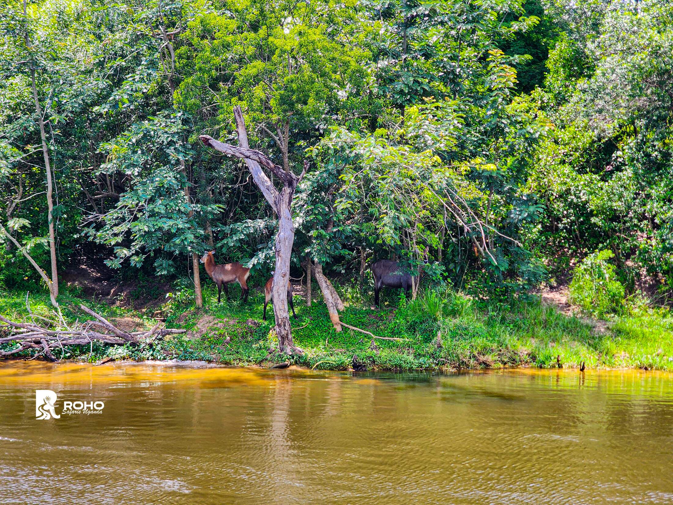 5-Day Uganda Adventure Safari – Murchison Falls & the Nile