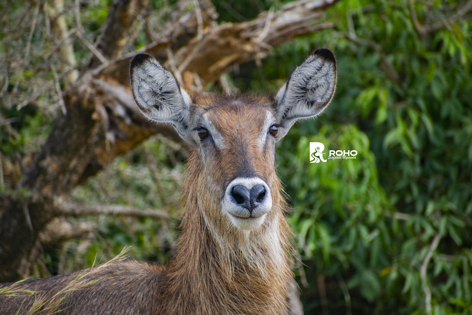 6 Days Discover Uganda's Lifestyle, Nightlife & Wildlife