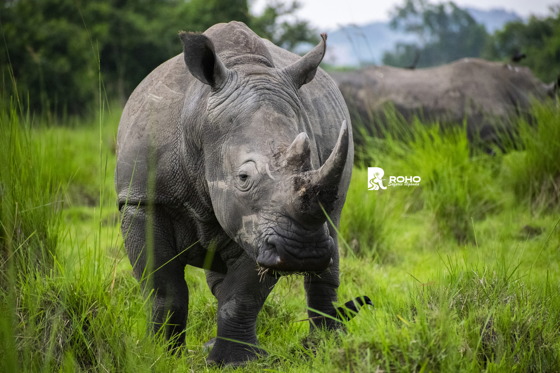 Northern Uganda Safari: 11-Days of Wildlife, Waterfalls & Cultural Encounters