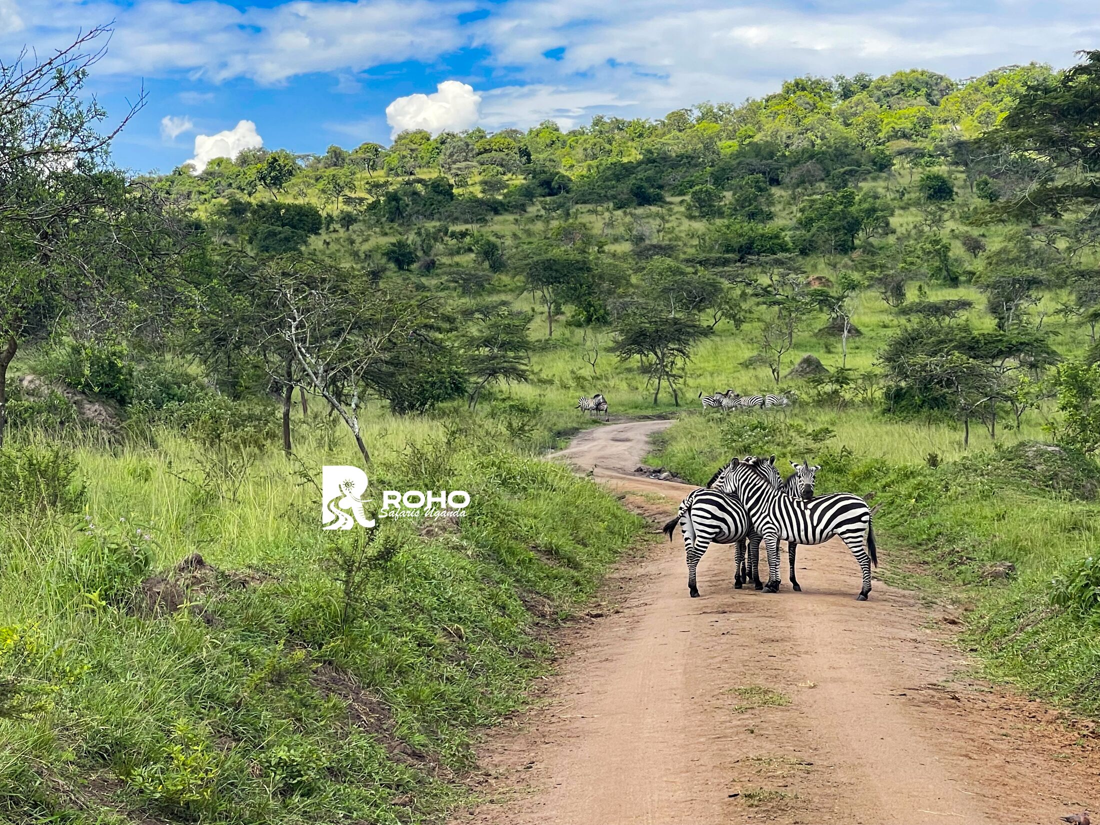 Untamed wildlife safaris