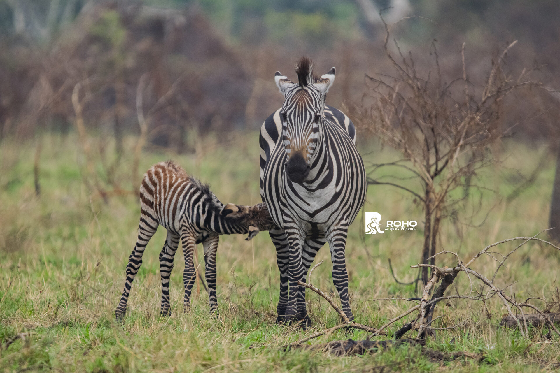 9-Days Rwanda Apes &Wildlife Experience