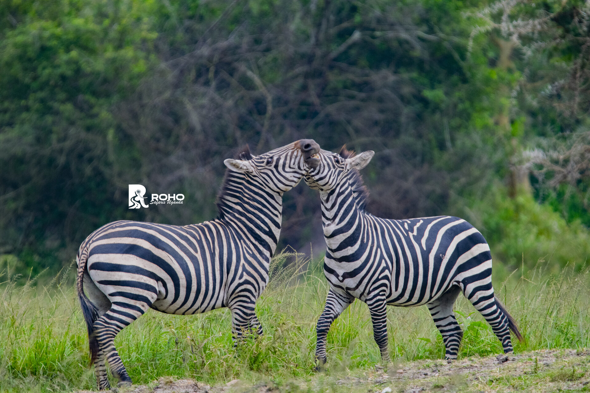 Lake Mburo National Park
