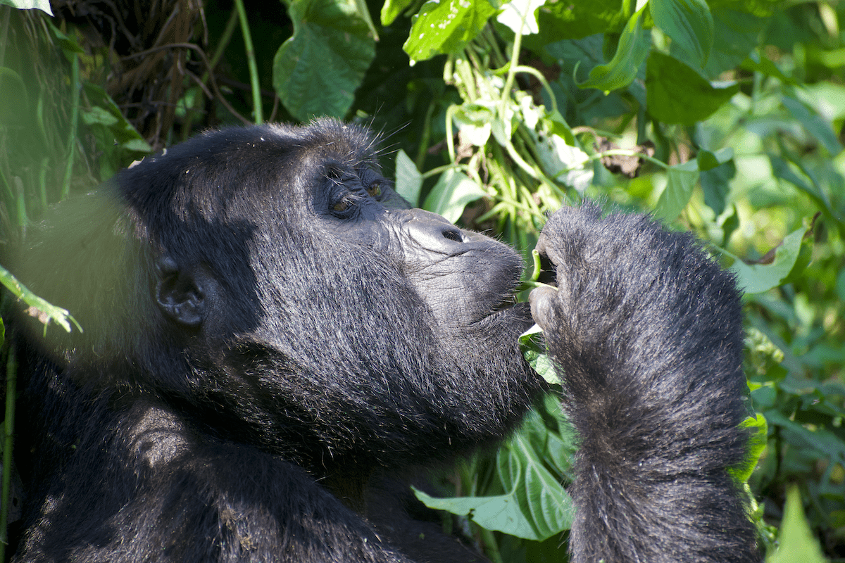 4 Day Gorilla & Golden Monkeys in Rwanda