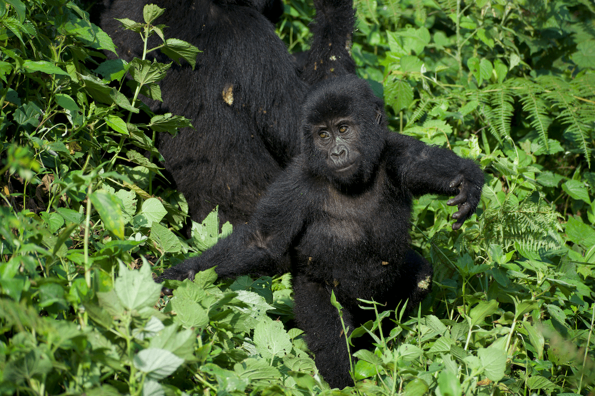 4 Days of Uganda Gorilla trekking