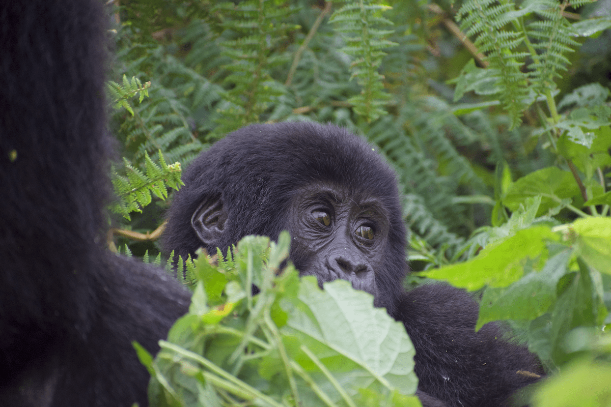 14 Days of Rwanda and Uganda Combined Safari