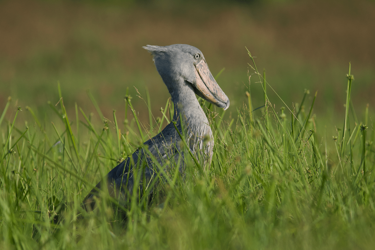 6 Days of Gorillas, Chimps and Wildlife Safari