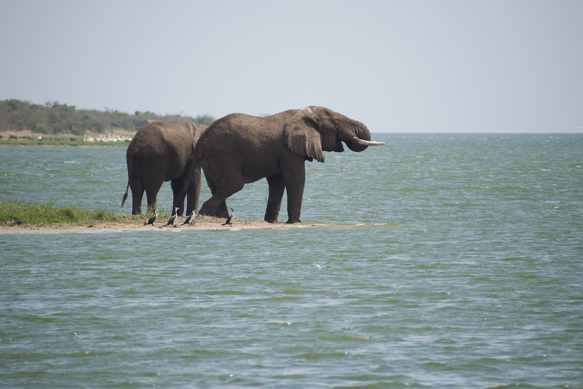 10 Days of Uganda’s finniest safari