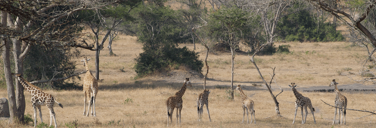 8 Days of Uganda’s Wildlife and Savannah Safari