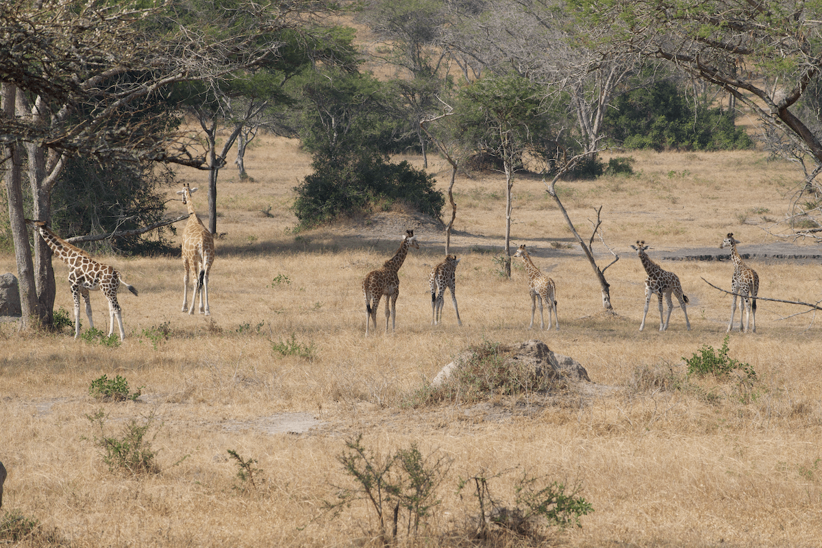 8 Days of Uganda’s Wildlife and Savannah Safari