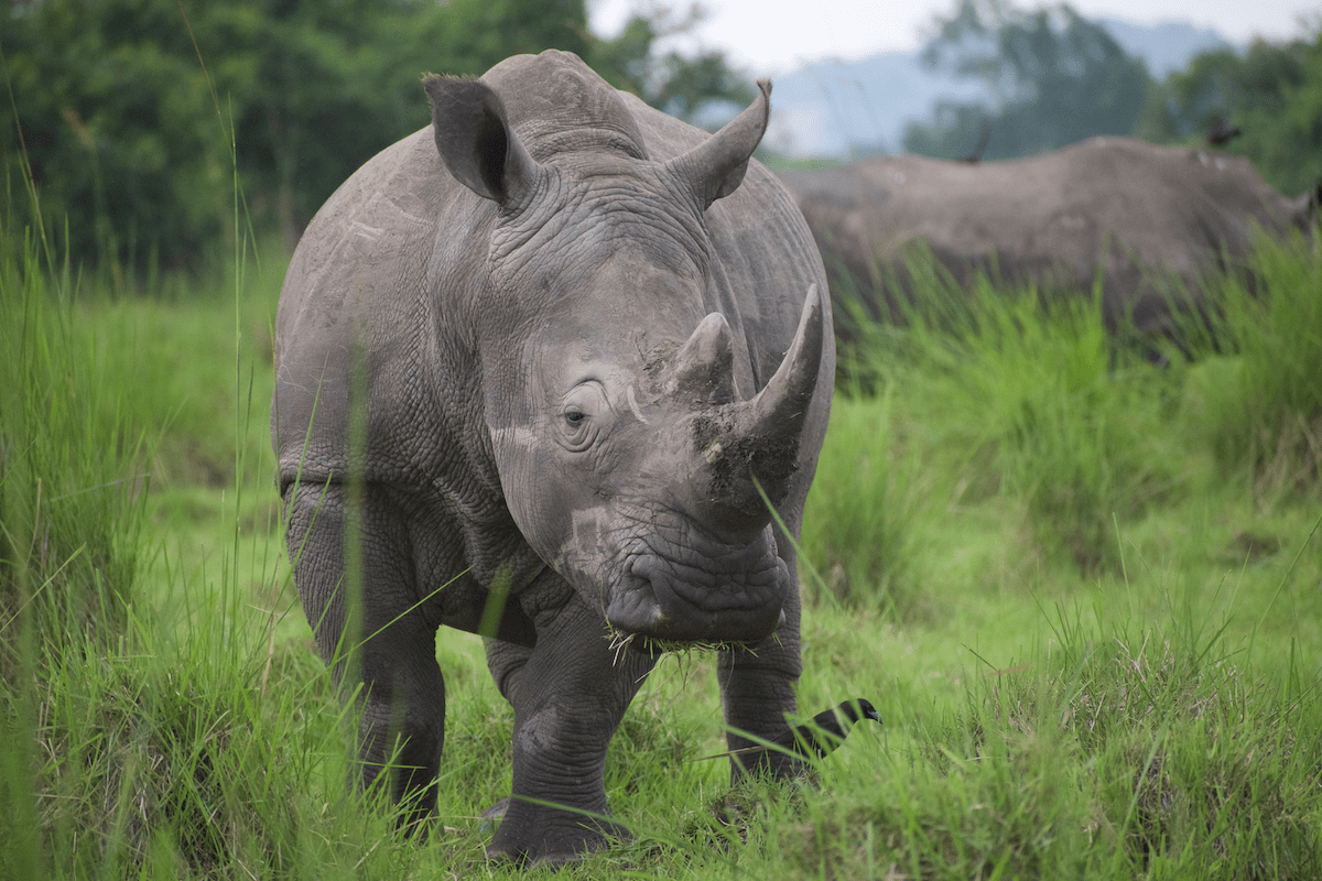 7 Days of Rwanda’s Primates and wildlife Safari.