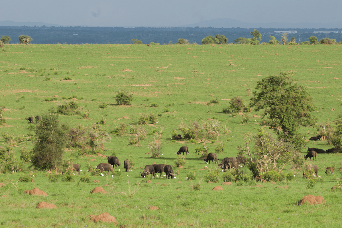 Kidepo Valley National Park