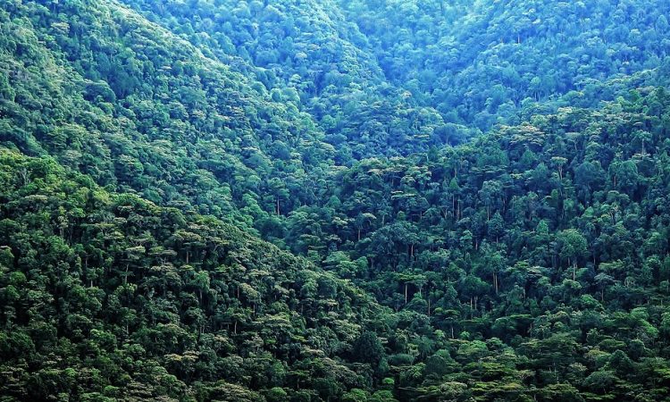 Bwindi Impenetrable National Park