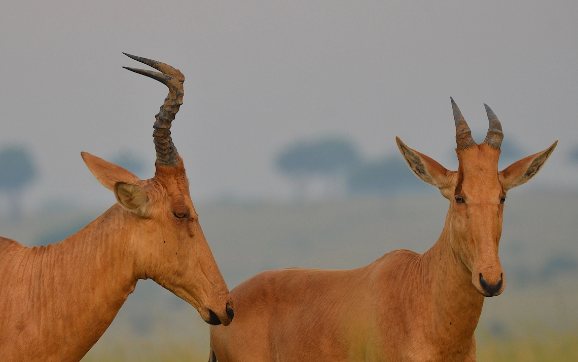 10 Days of Uganda’s finniest safari