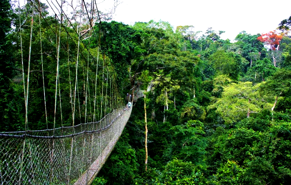 Nyungwe Forest National Park