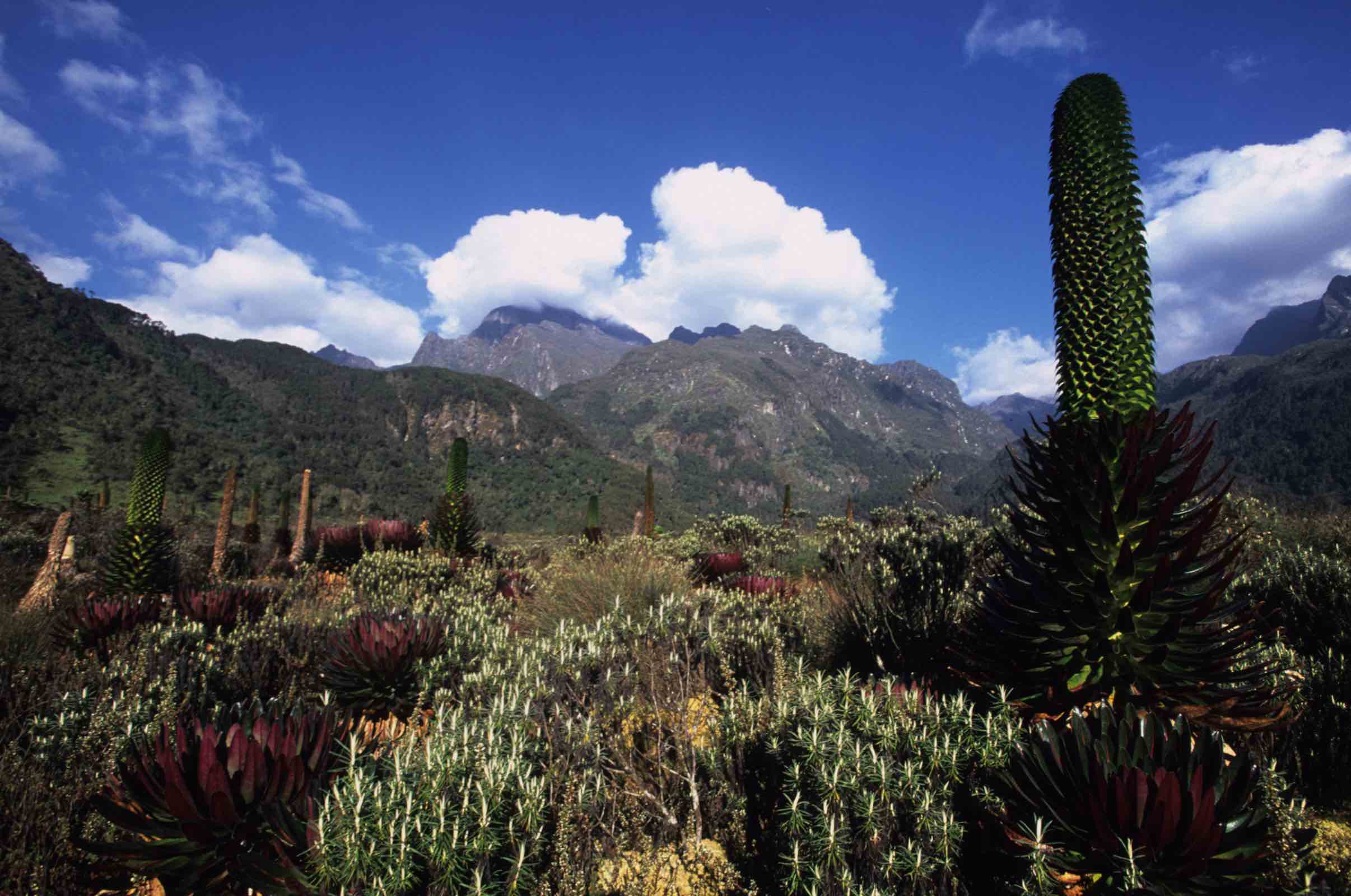 Rwenzori Mountain National Park